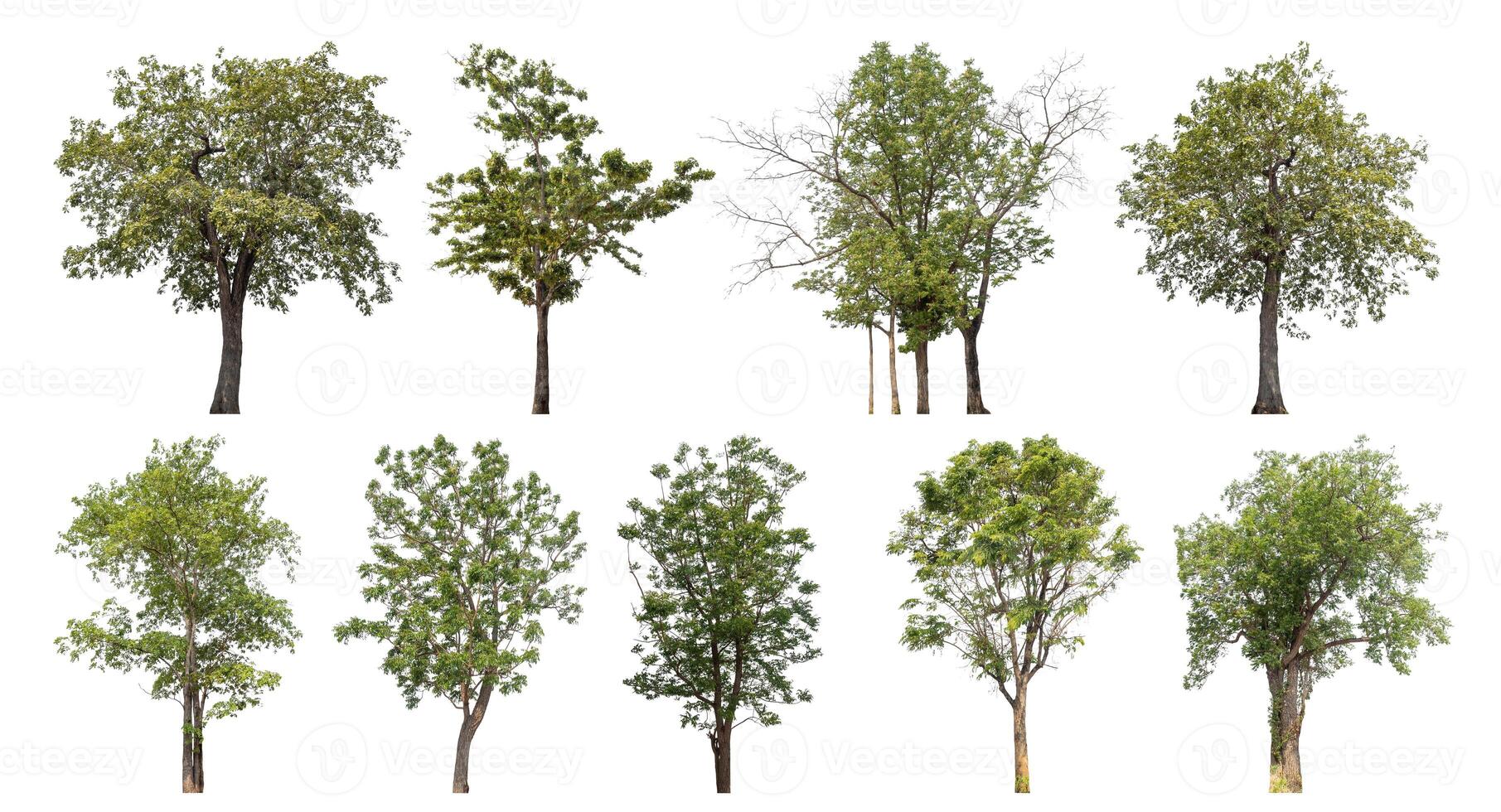 Collection tree cut out from original background and replace with white background for easy to selection. photo