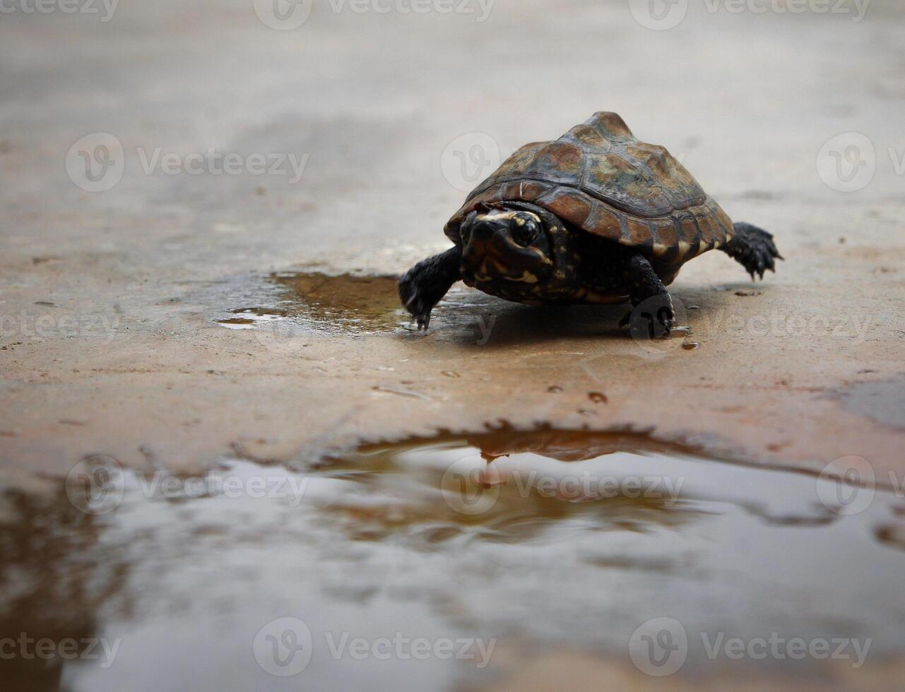 Turtles go slowly. photo