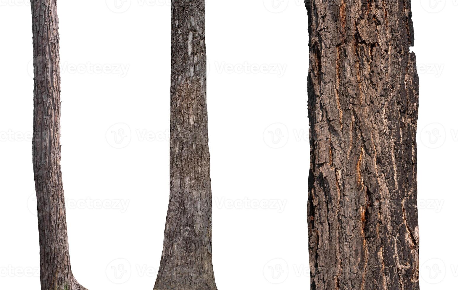 isolated tree trunk Collection on White background. photo