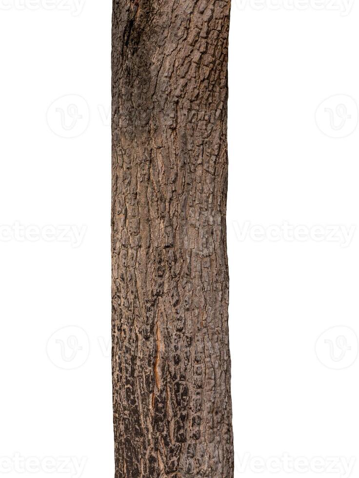 Trunk of a tree Isolated On White Background photo