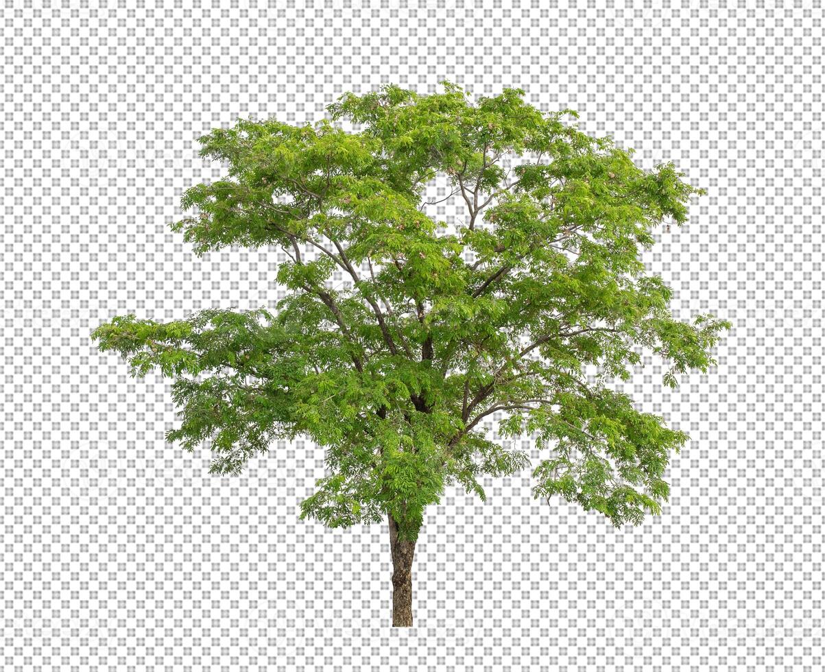Tree on transparent background with clipping path, single tree with clipping path and alpha channel photo