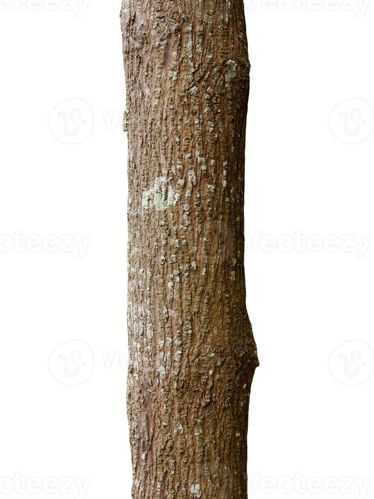 Tree trunk Isolated On White Background photo