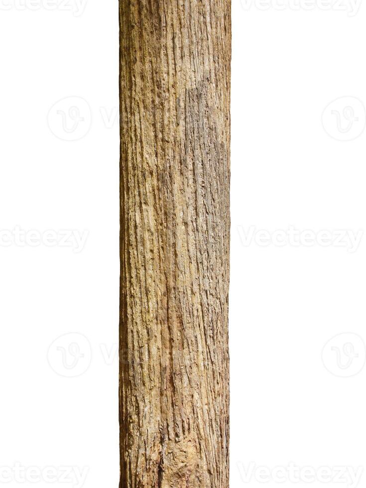 Tree trunk Isolated On White Background photo