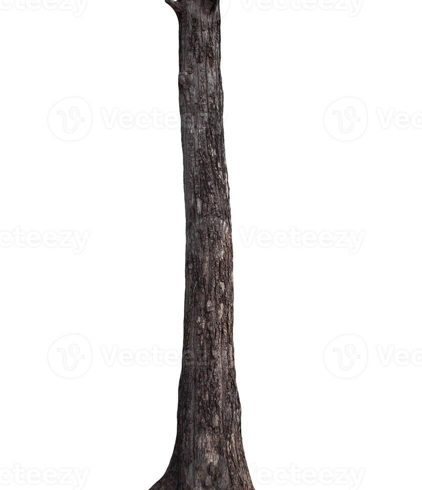 Tree trunk Isolated On White Background photo