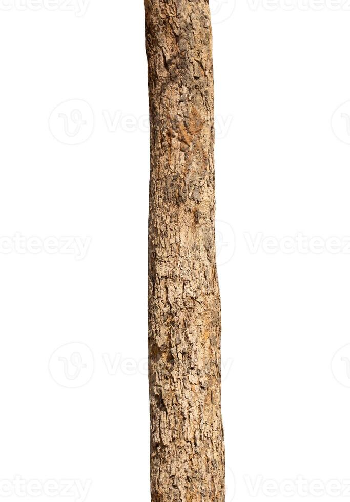 Trunk of a tree Isolated On White Background photo