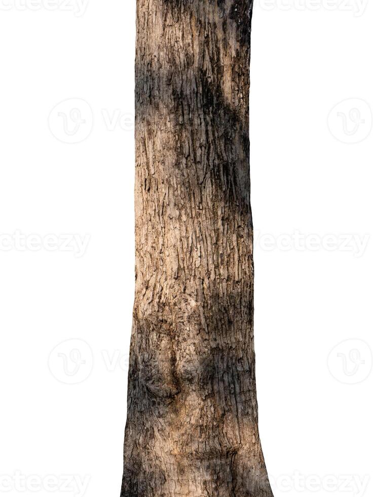 Trunk of a tree Isolated On White Background photo