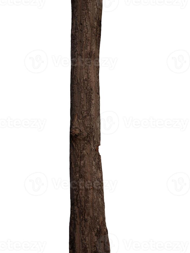 Tree trunk Isolated On White Background photo