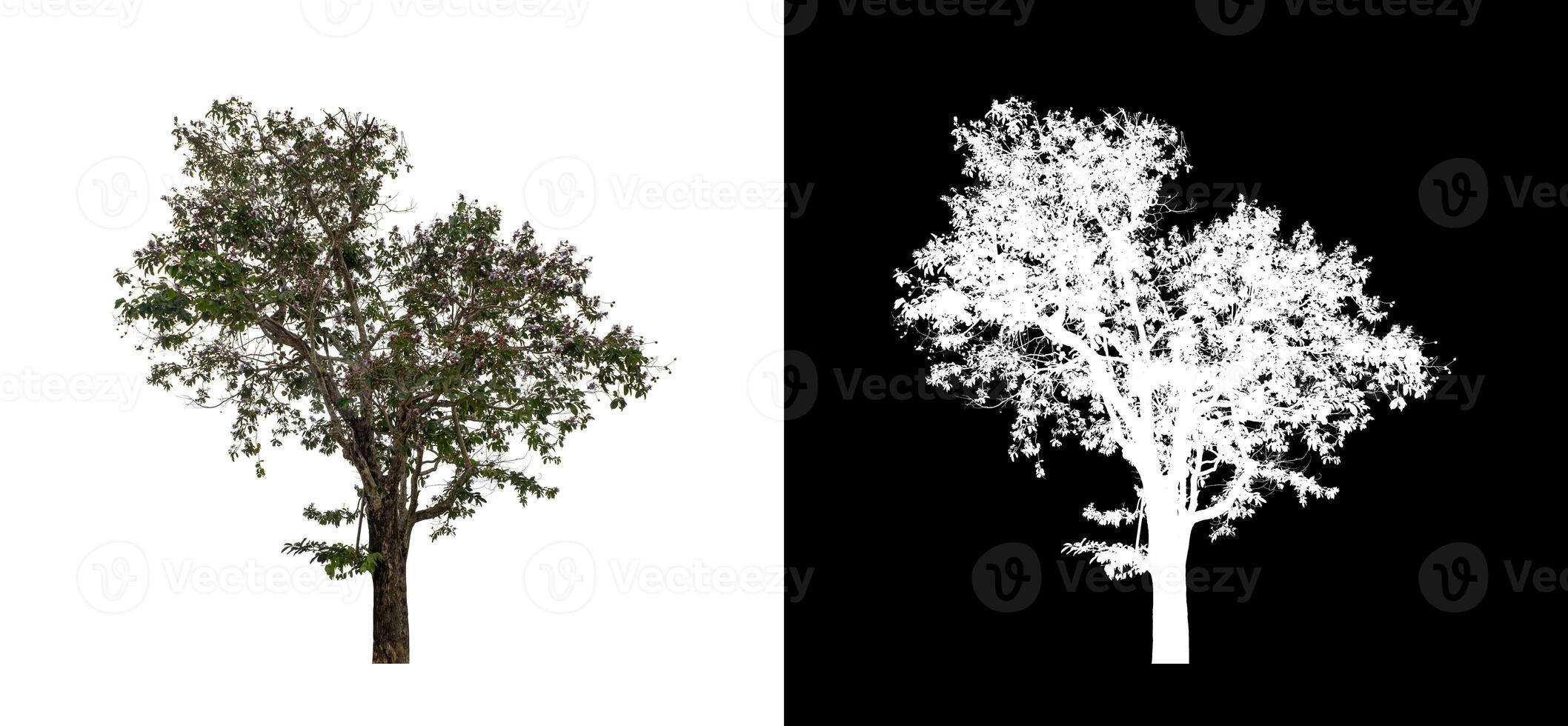 Tree on transparent picture background with clipping path, single tree with clipping path and alpha channel. photo