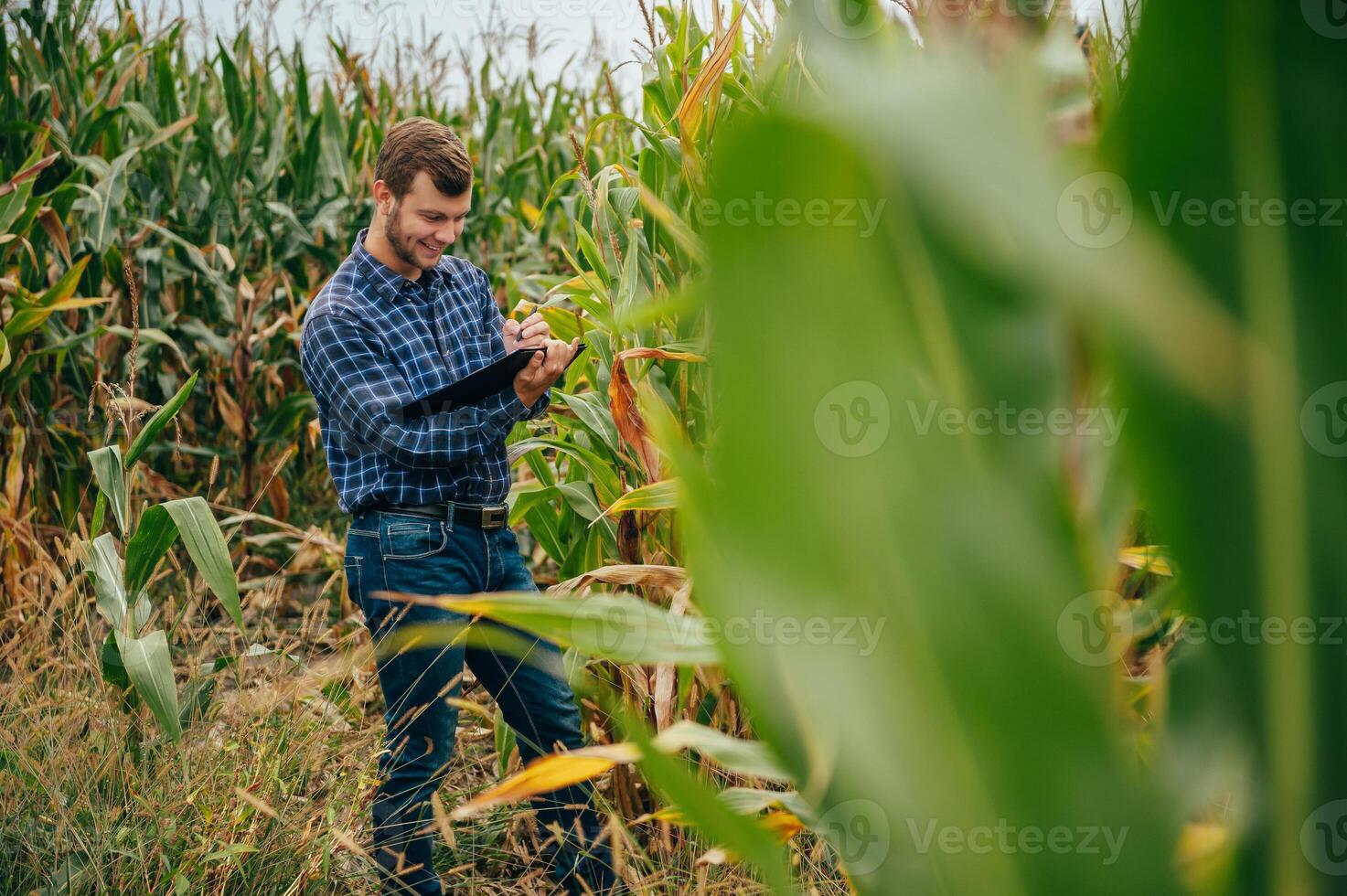 Agronomist holds tablet touch pad computer in the corn field and examining crops before harvesting. Agribusiness concept. agricultural engineer standing in a corn field with a tablet. photo