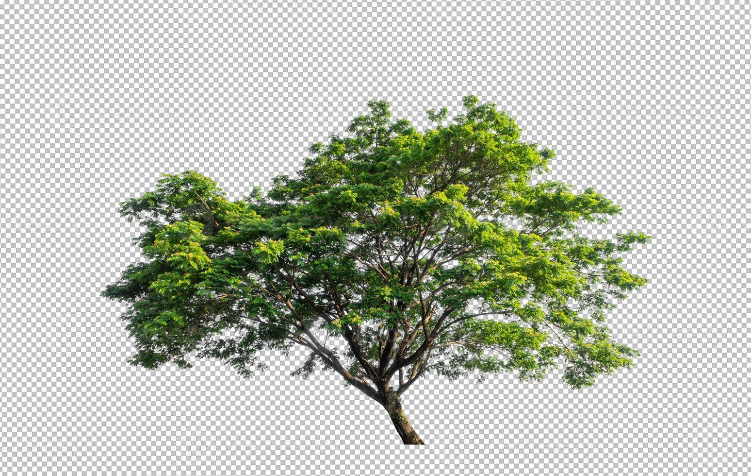 Tree on transparent picture background with clipping path, single tree with clipping path and alpha channel photo
