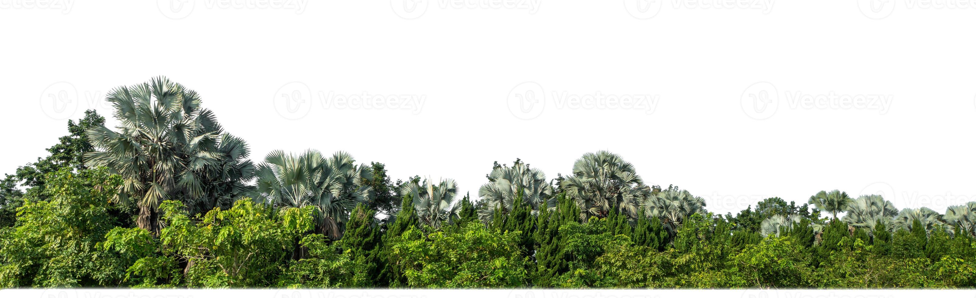 árboles verdes aislados en fondo blanco.son bosques y follaje en verano tanto para impresión como para páginas web con ruta cortada y canal alfa foto