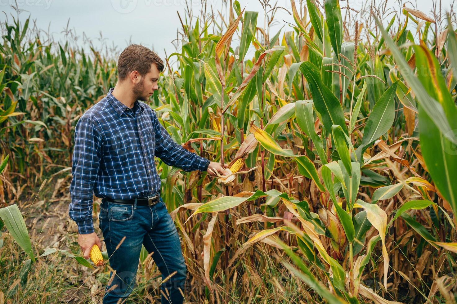 Agronomist holds tablet touch pad computer in the corn field and examining crops before harvesting. Agribusiness concept. agricultural engineer standing in a corn field with a tablet. photo