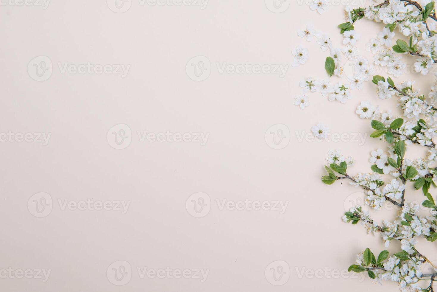 photo of spring white cherry blossom tree on pastel background. View from above, flat lay, copy space. Spring and summer background.