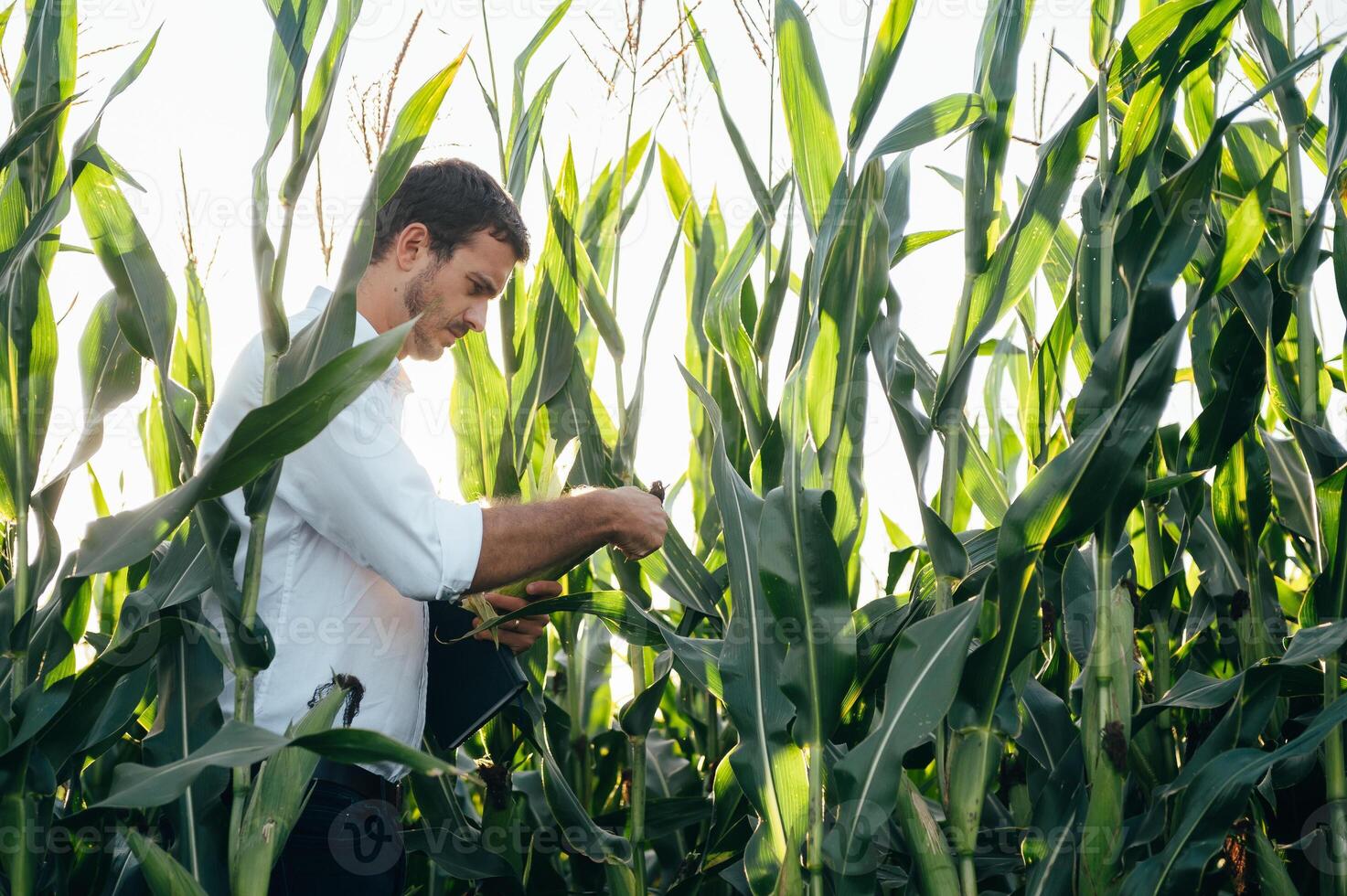 Agronomist holds tablet touch pad computer in the corn field and examining crops before harvesting. Agribusiness concept. agricultural engineer standing in a corn field with a tablet in summer. photo