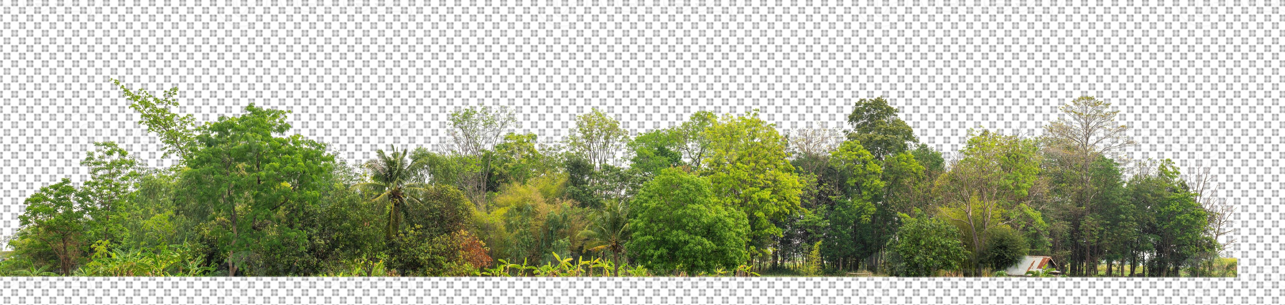 Green trees isolated on transparent background forest and summer foliage for both print and web with cut path and alpha channel photo