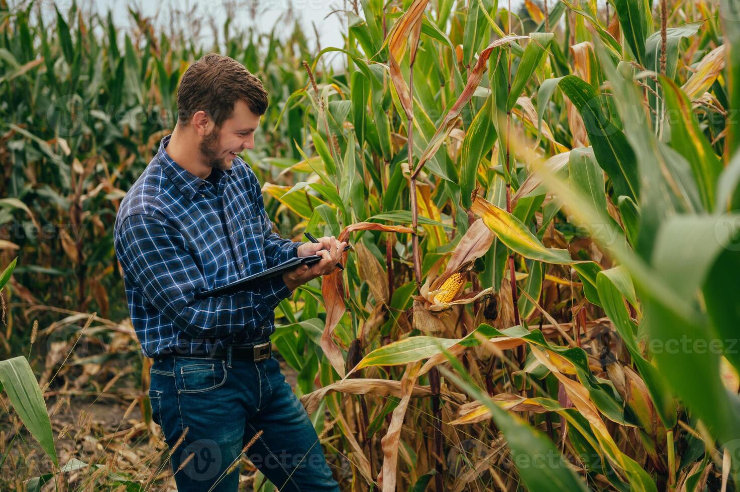 Agronomist holds tablet touch pad computer in the corn field and examining crops before harvesting. Agribusiness concept. agricultural engineer standing in a corn field with a tablet. photo