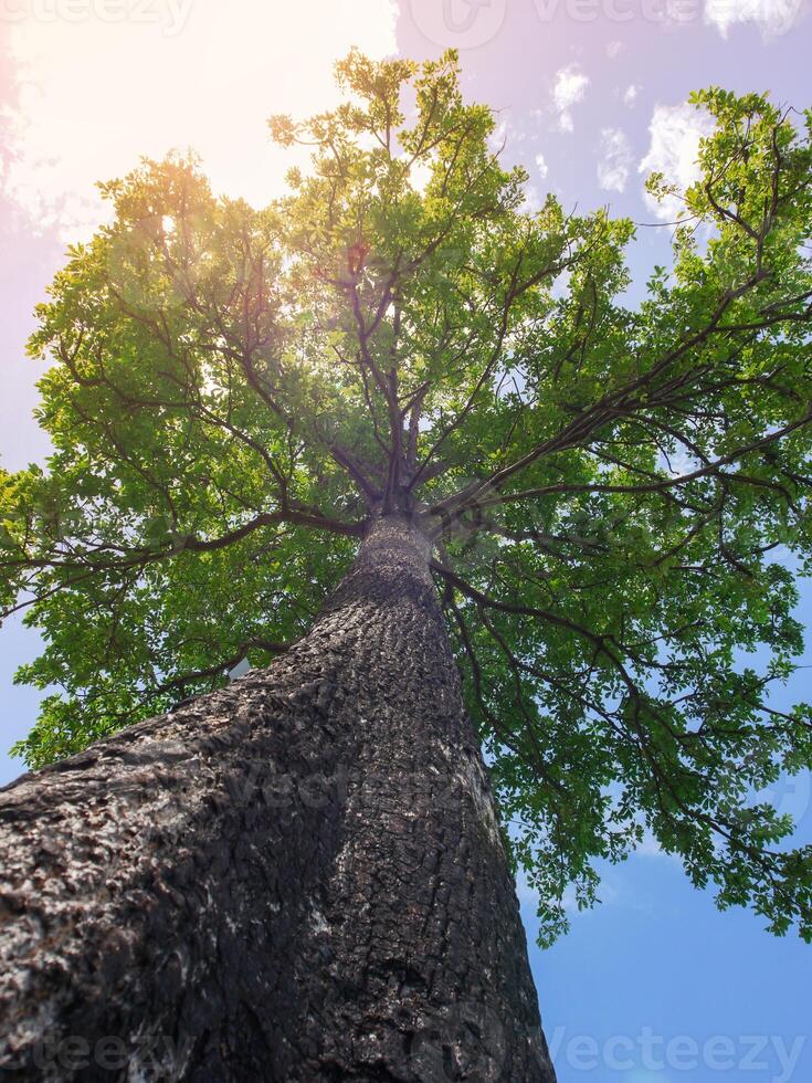 High angle tree, bright blue sky with clouds photo