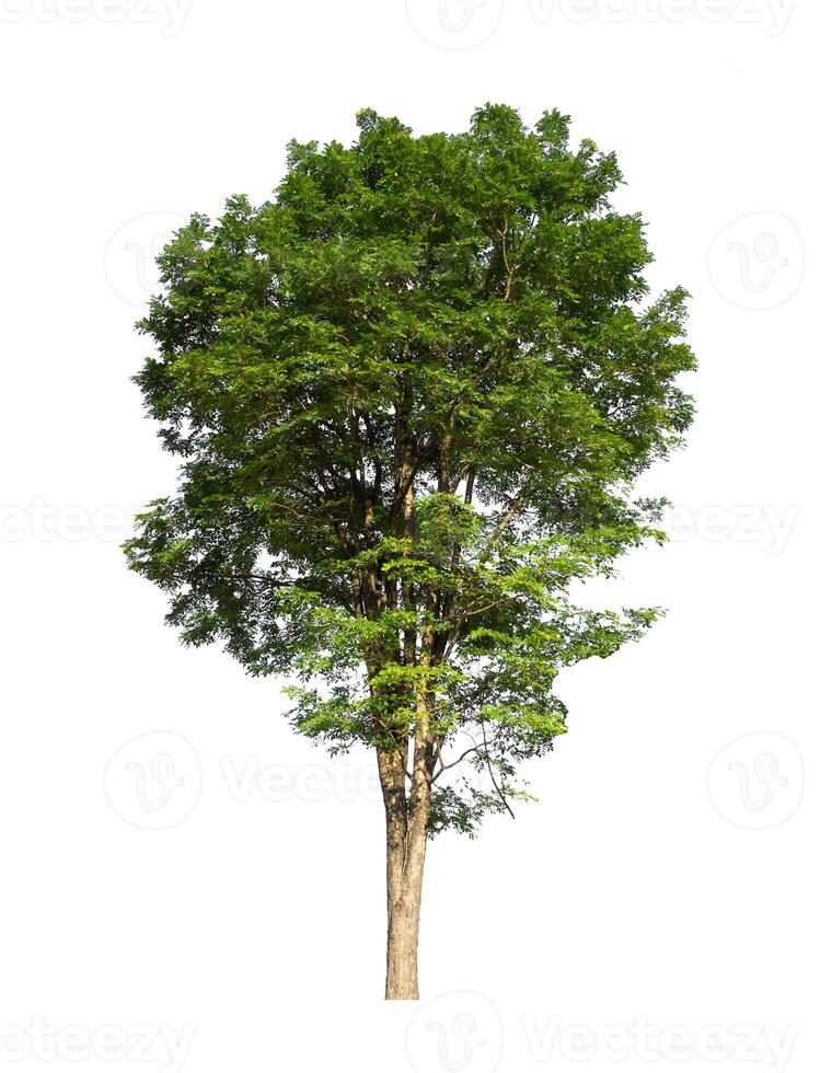 Trees that are isolated on a white background are suitable for both printing and web pages photo