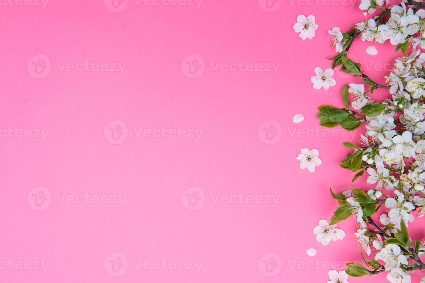 photo of spring white cherry blossom tree on pink background. View from above, flat lay, copy space. Spring and summer background.