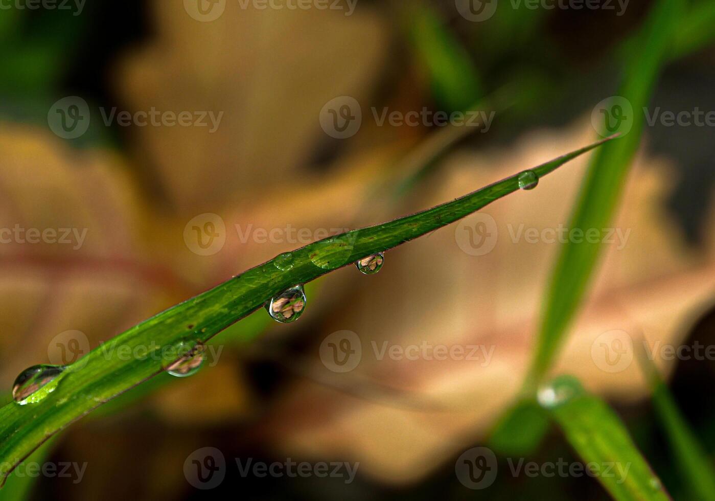 Dew drop on a blade of grass photo