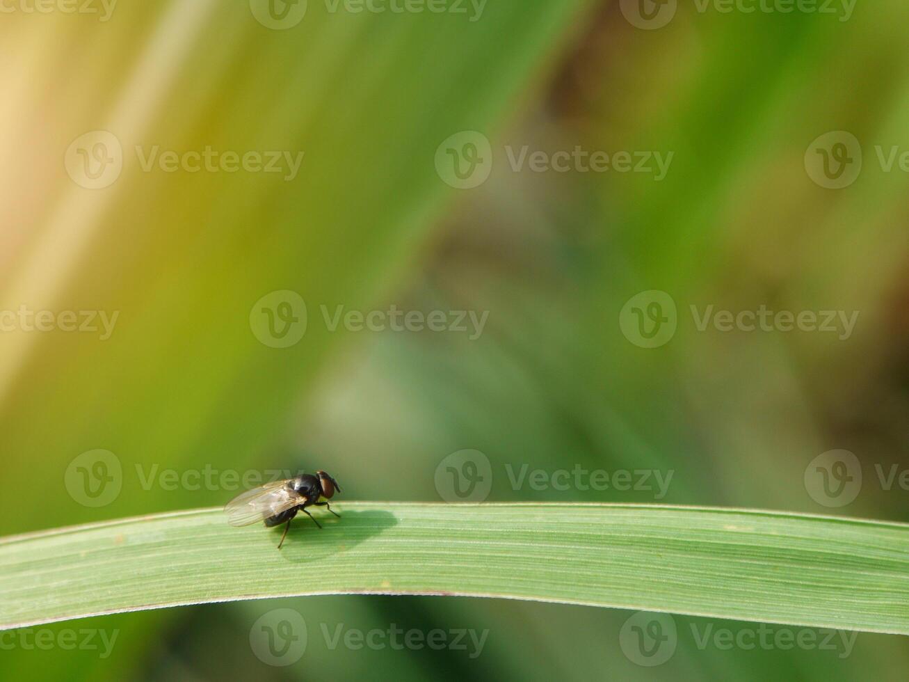 insects fly, light green grass with sunlight photo