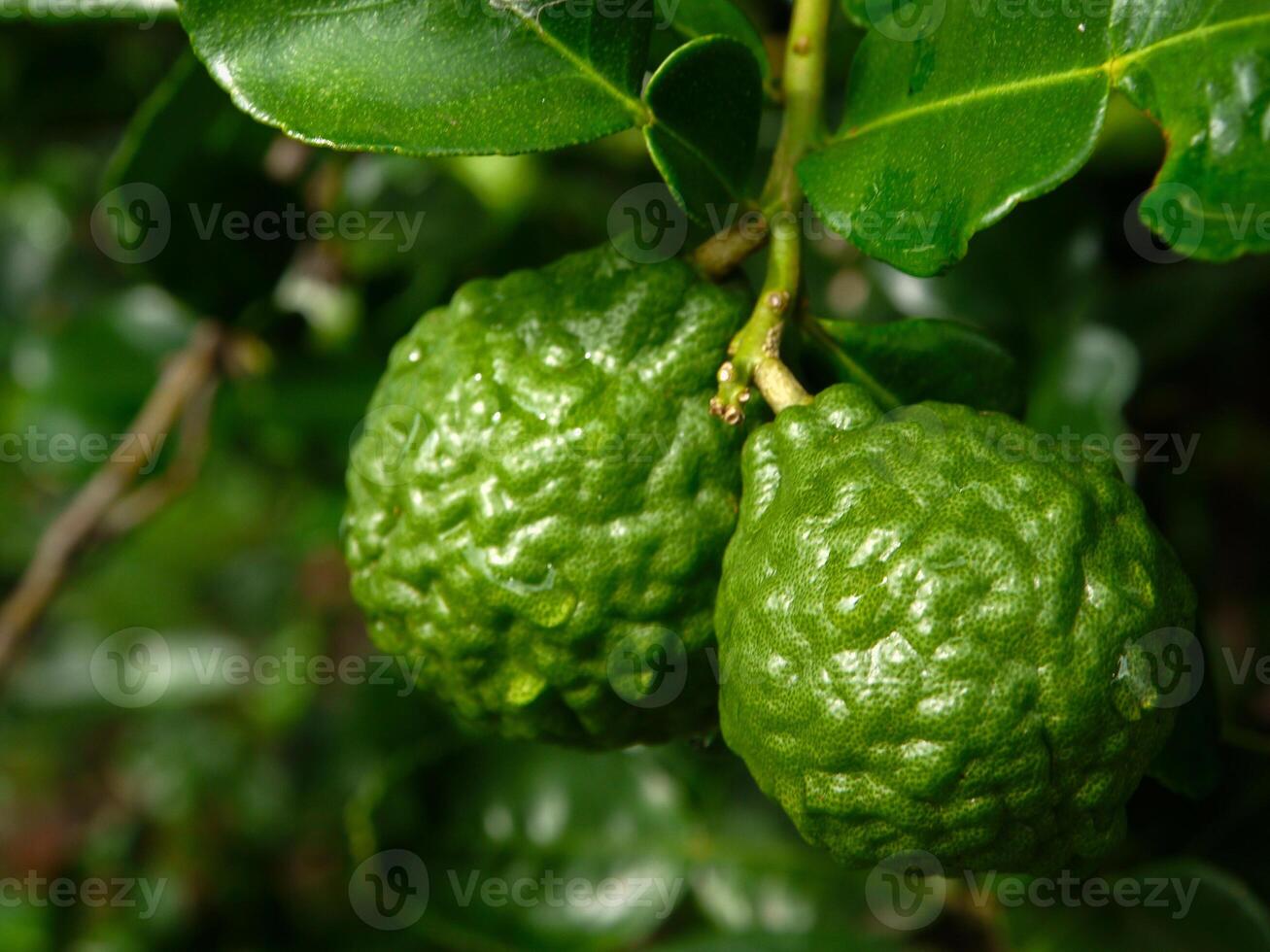 Bergamot and green leaves on the tree. photo
