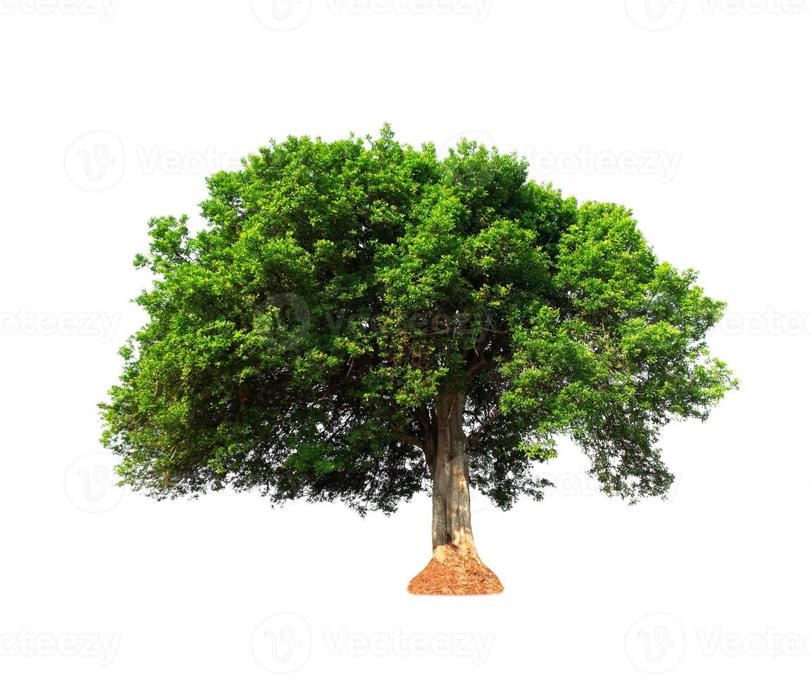 isolated tree on white background photo