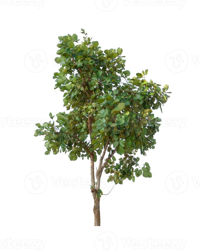 Tree that are isolated on a white background are suitable for both printing and web pages photo