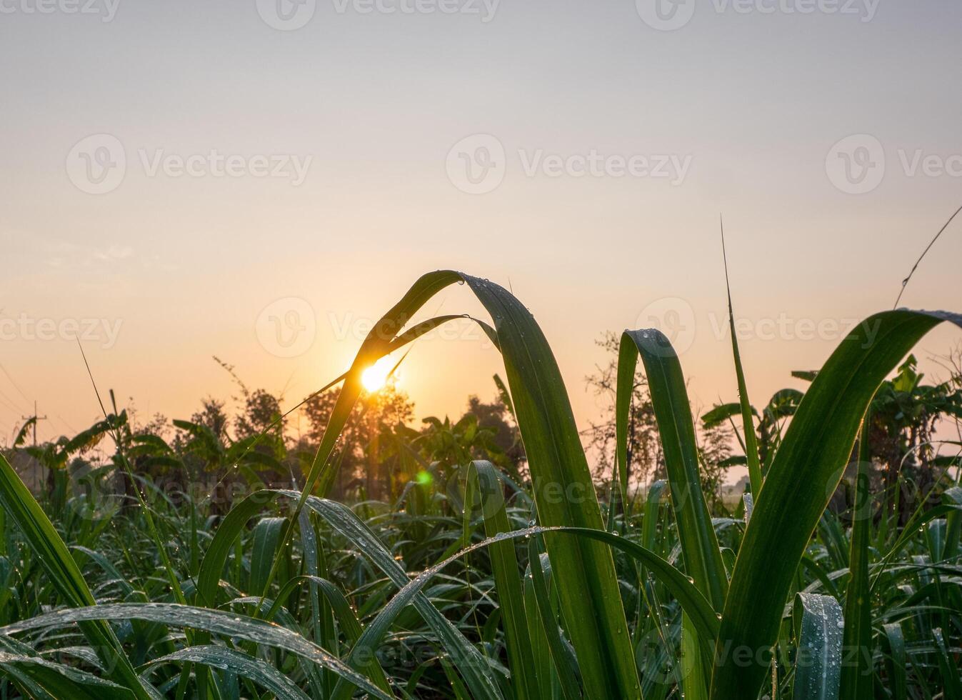 Sugarcane plantations, tropical plants, agriculture and sunsets in Thailand photo
