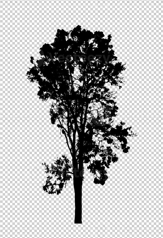 Tree silhouette on transparent background with clipping path and alpha photo