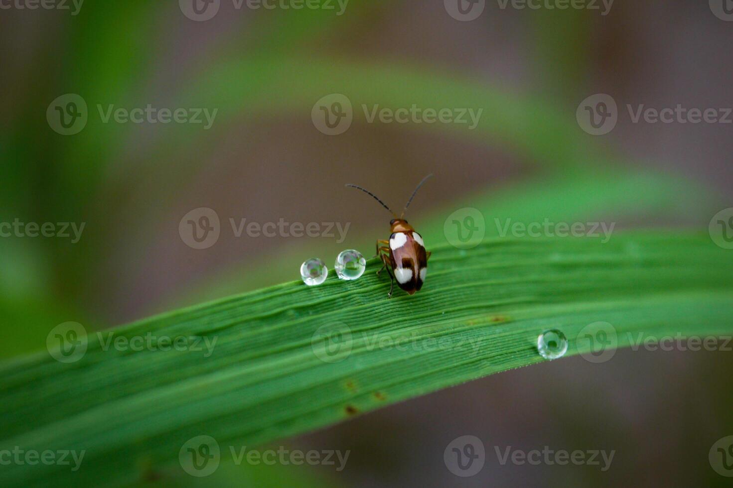 Grass and morning dew abstract. photo
