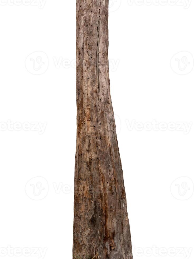 Trunk of a tree Isolated On White Background photo