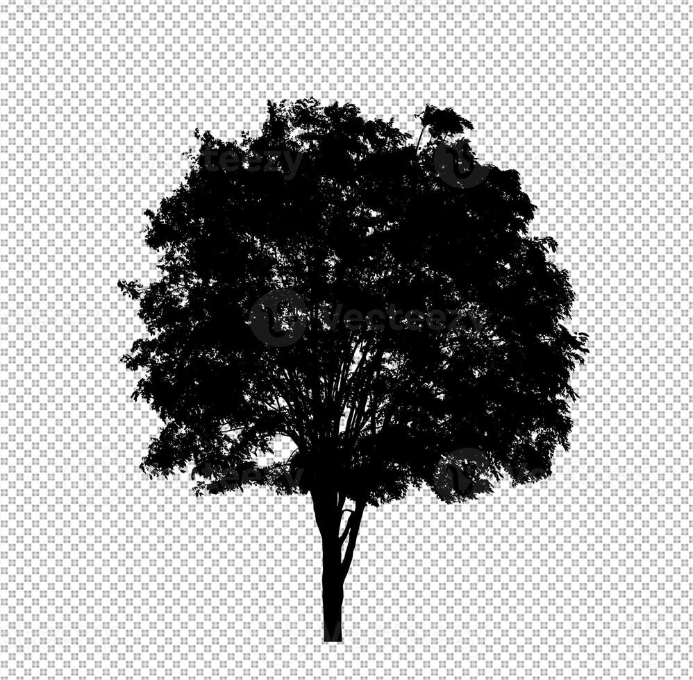 silueta de árbol sobre fondo transparente con trazado de recorte y alfa foto