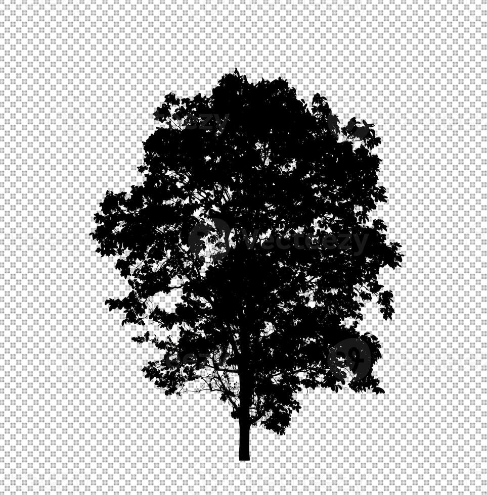 Tree silhouette on transparent background with clipping path and alpha photo