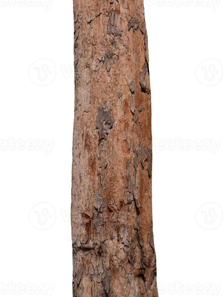 Trunk of a tree Isolated On White Background photo