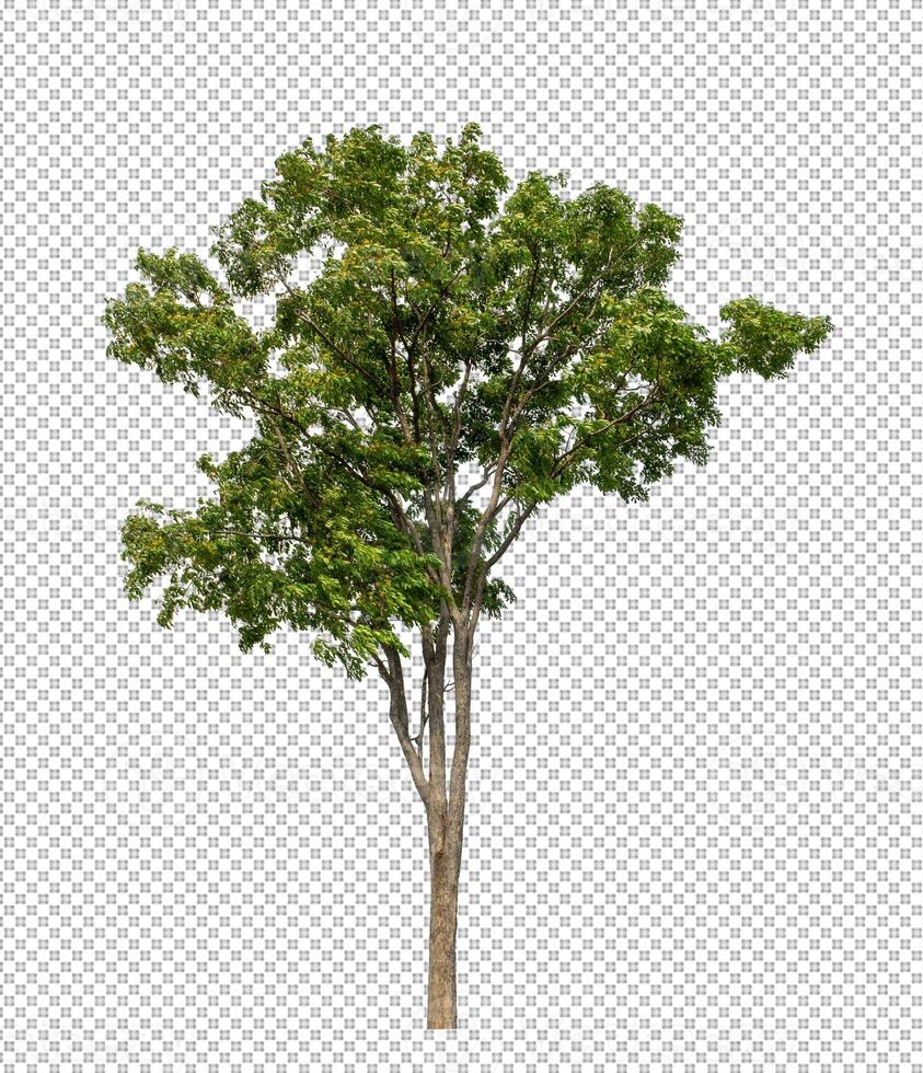 Tree on transparent background with clipping path, single tree with clipping path and alpha channel photo