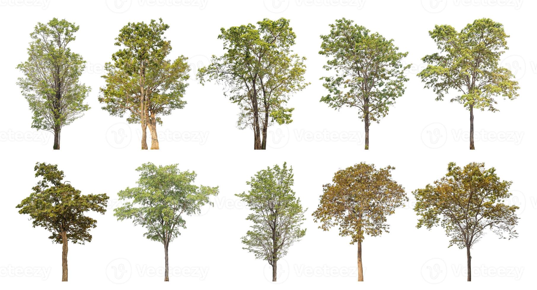 Collection tree cut out from original background and replace with white background for easy to selection. photo