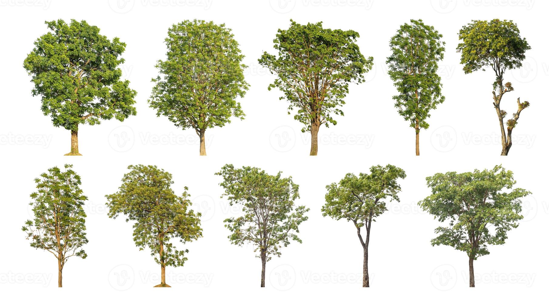 Collection tree cut out from original background and replace with white background for easy to selection. photo