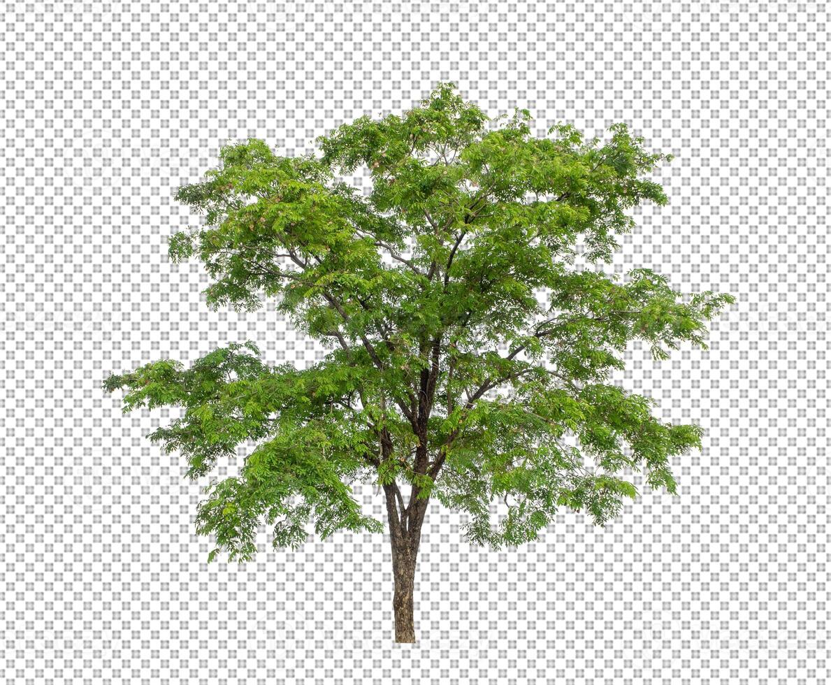 Tree on transparent background with clipping path, single tree with clipping path and alpha channel photo