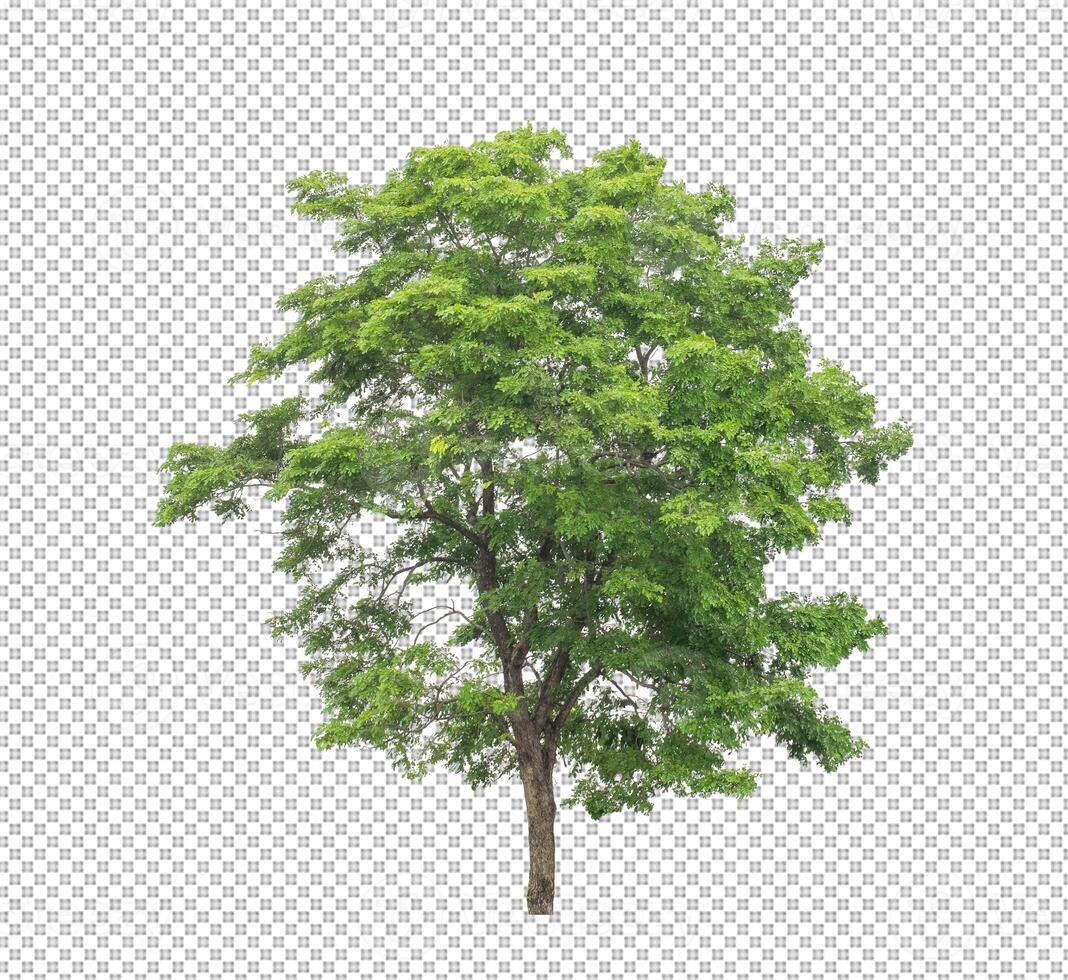 Tree on transparent picture background with clipping path, single tree with clipping path and alpha channel photo