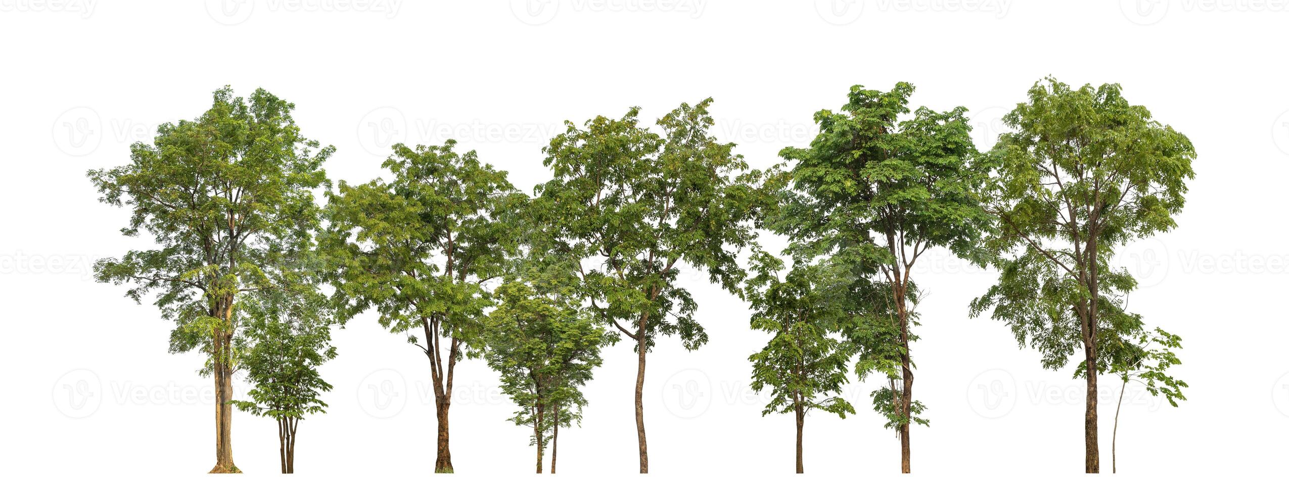 Green Trees isolated on white background.are Forest and foliage in summer for both printing and web pages with cut path and alpha channel photo