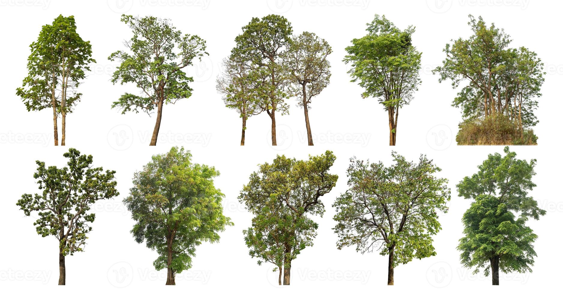 Collection tree cut out from original background and replace with white background for easy to selection. photo