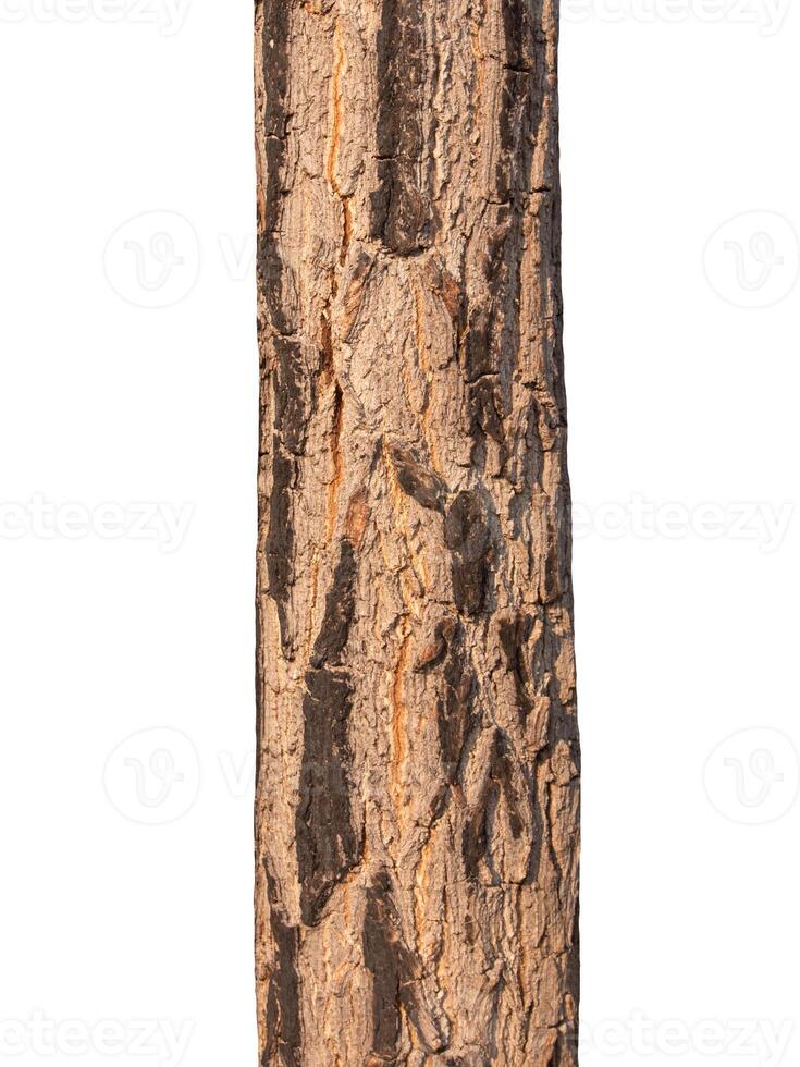 Tree trunk Isolated On White Background photo