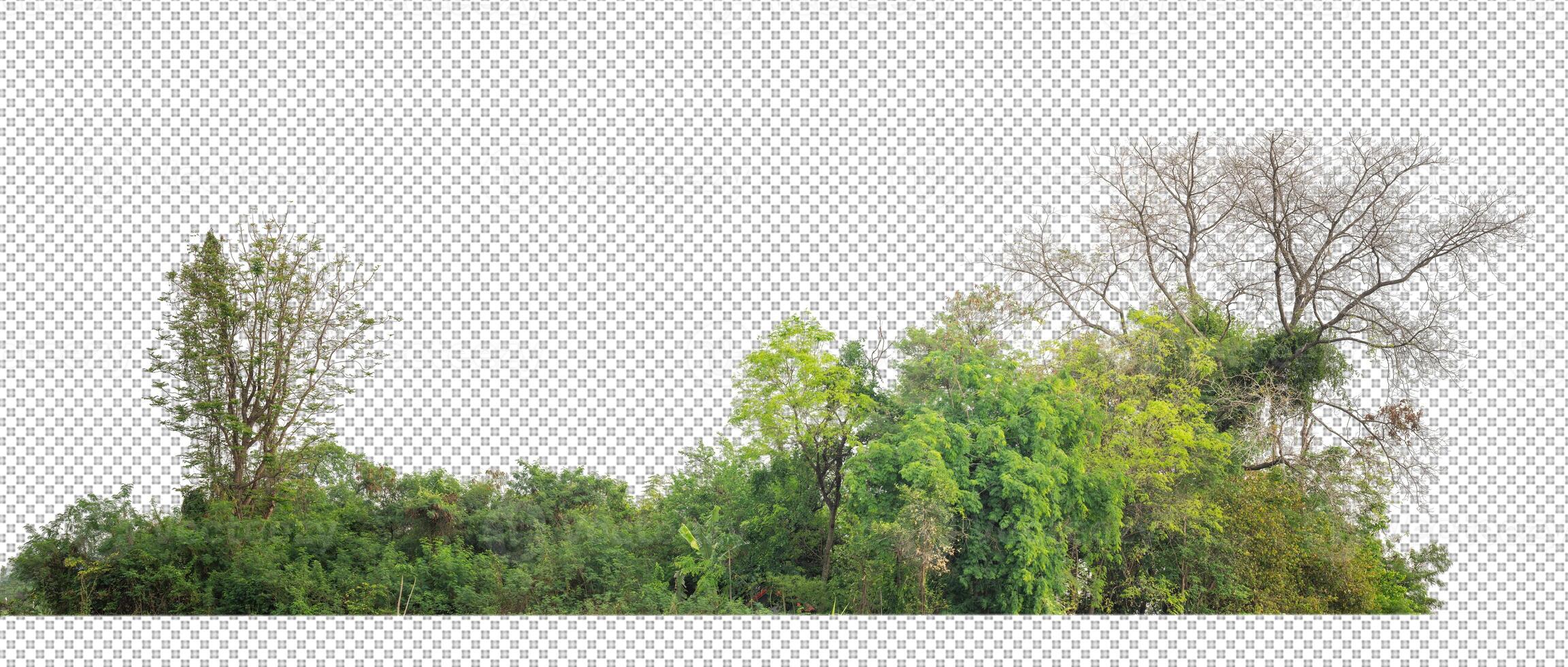 Green trees isolated on transparent background forest and summer foliage for both print and web with cut path and alpha channel photo