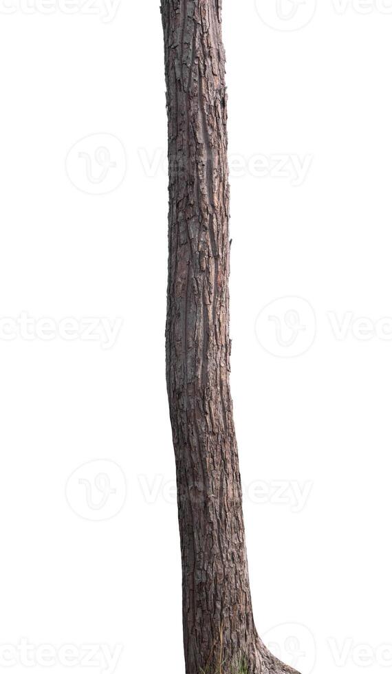 Trunk of a tree Isolated On White Background photo