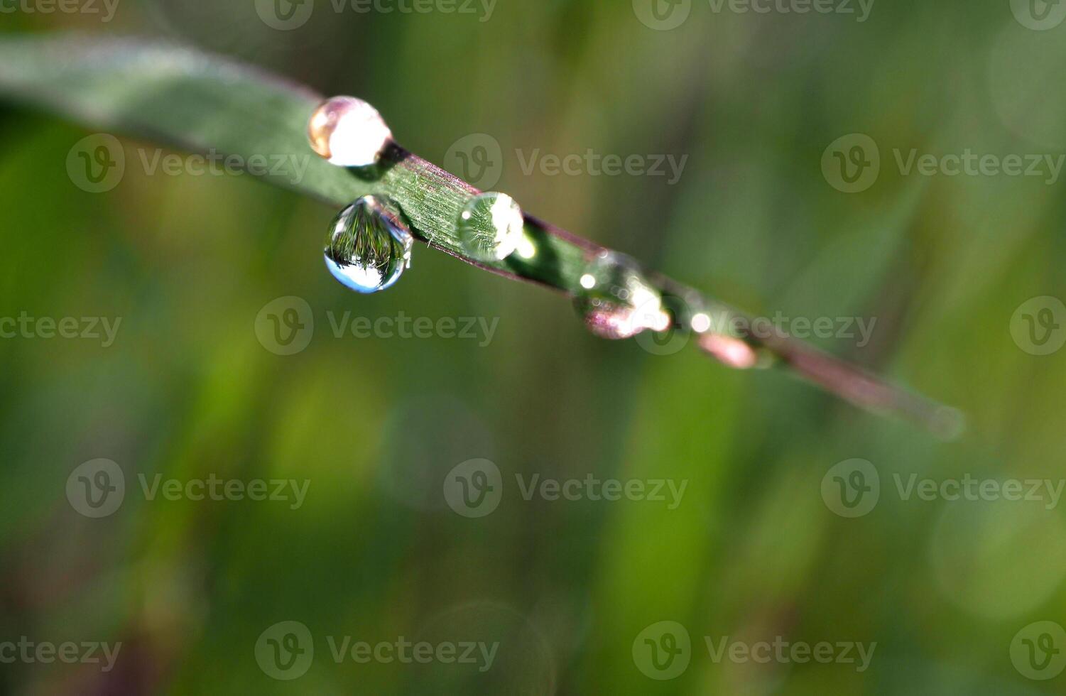 Dew drop on a blade of grass photo