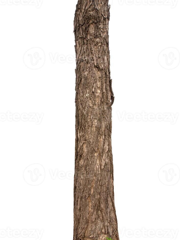 Trunk of a tree Isolated On White Background photo