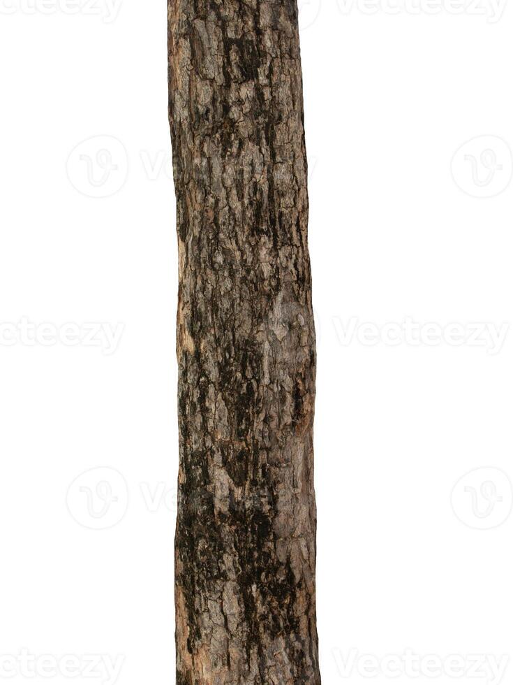 Trunk of a tree Isolated On White Background photo