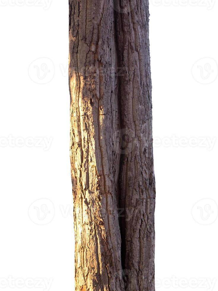 trunk of the tree stands on a white Background photo