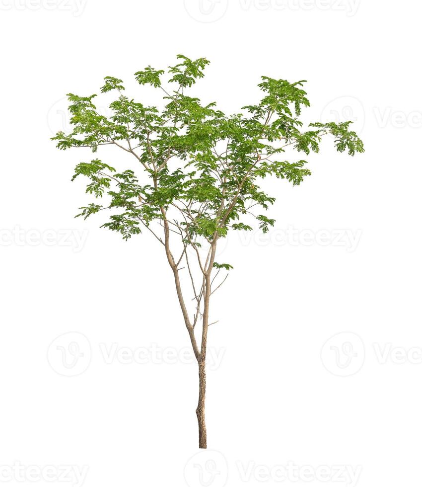 Trees that are isolated on a white background are suitable for both printing and web pages photo